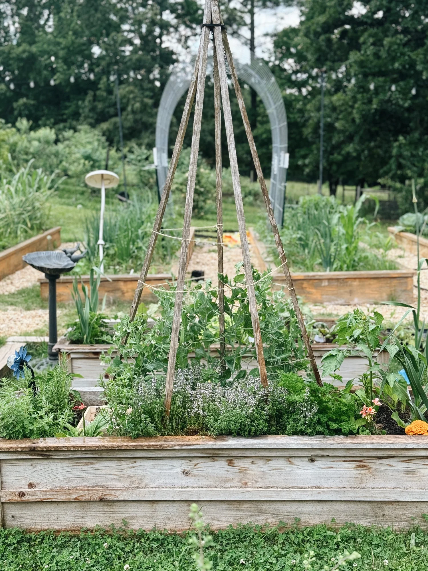 Grow Delicious Sugar Snap Peas This Spring: 3 Easy Steps