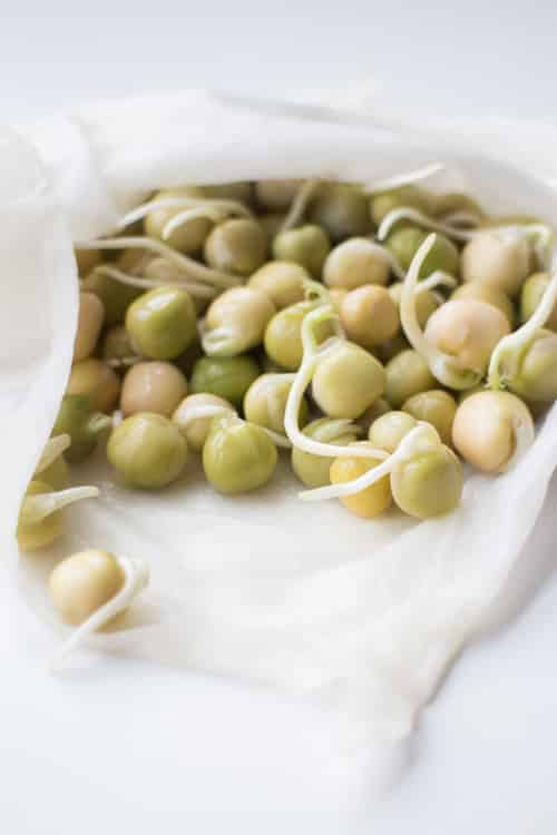 Plant Sugar Snap Peas for Spring: Grow More & Save Money